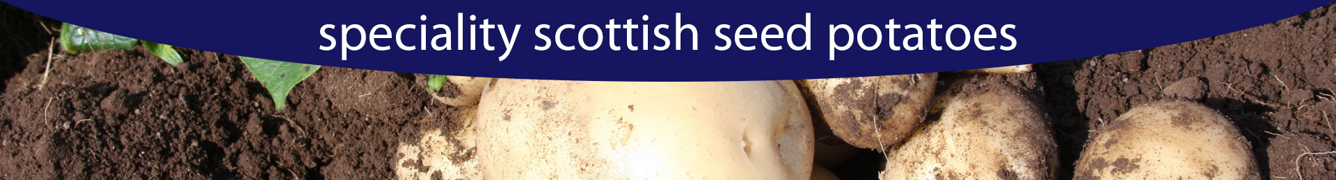 Banner Content Image: https://www.lssystems.co.uk/images/banner/source/Seed-Potato-Banner-1920px.Aqa0F5716R.jpg?t=1693465988