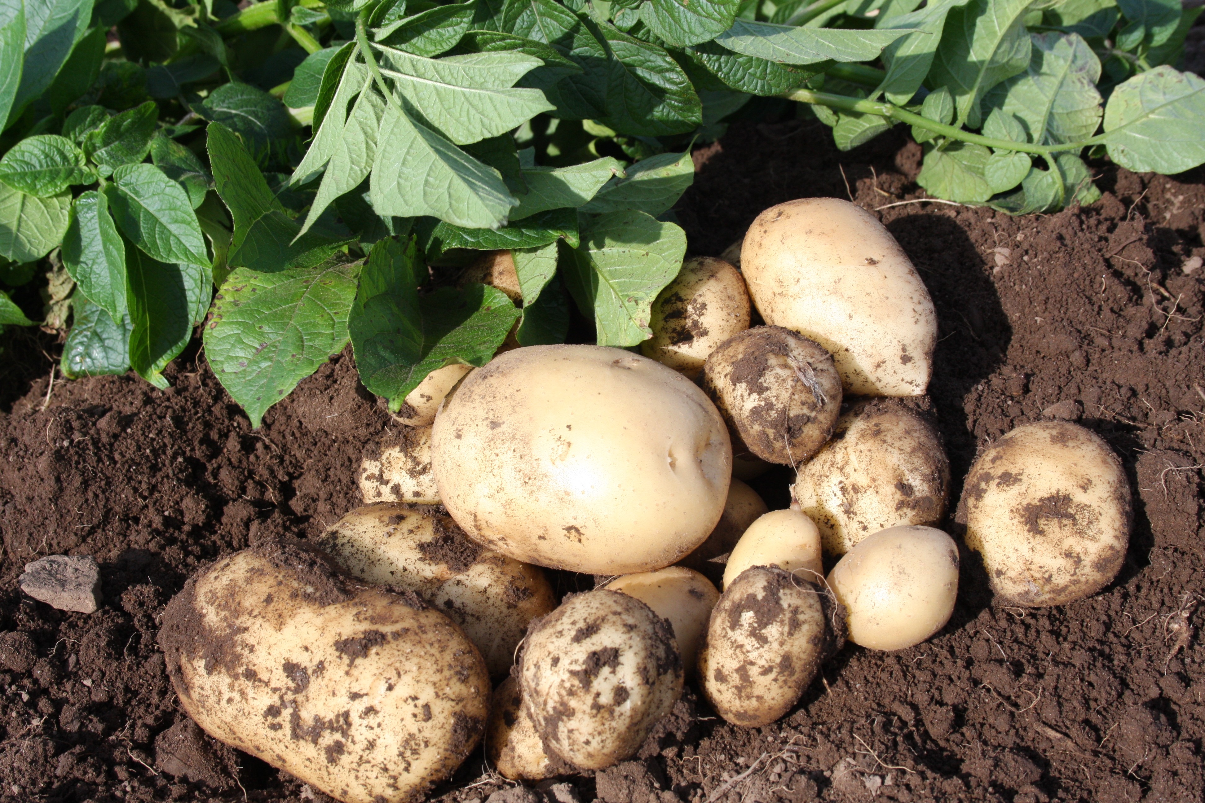 Seed Potatoes 2025