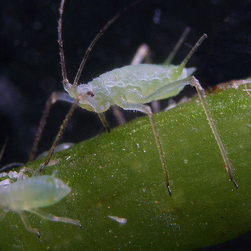 Aphid