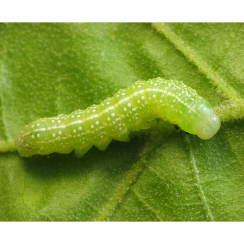 Caterpillar