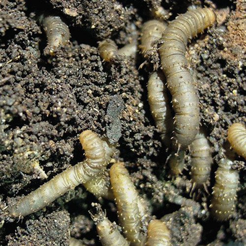 Chafer Grub