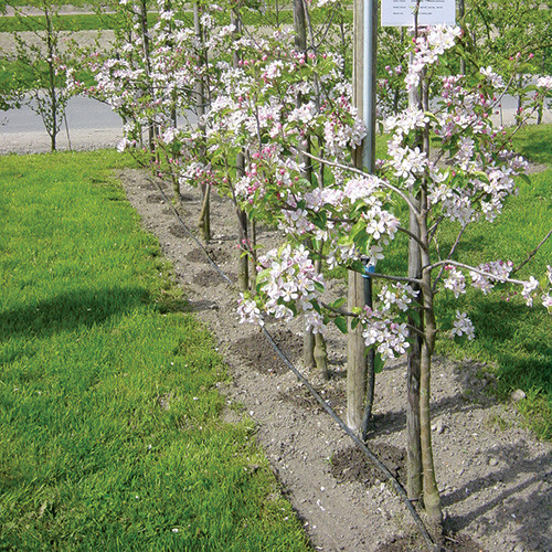 Landscape & Amenity