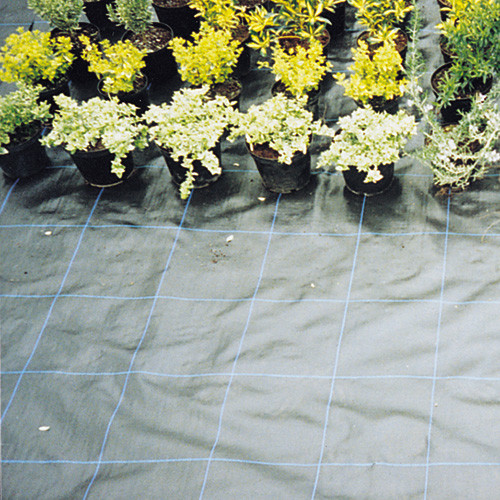 Groundcover