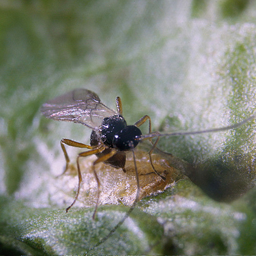 Leafminer