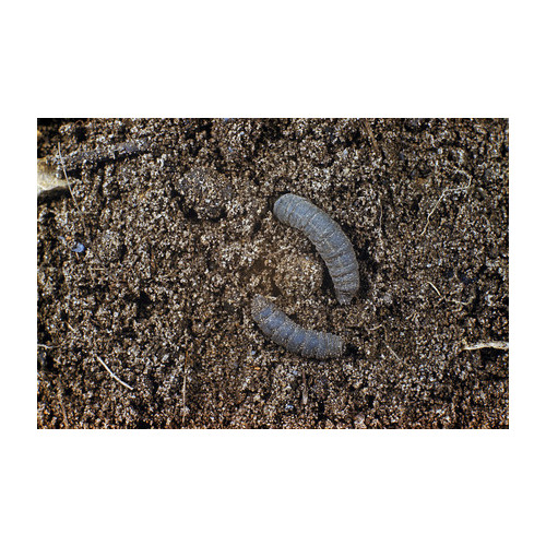 Leatherjacket (Crane Fly)