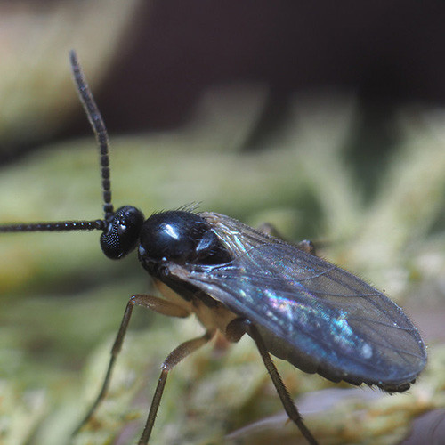 Sciarid Flies