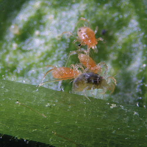 Spider Mite