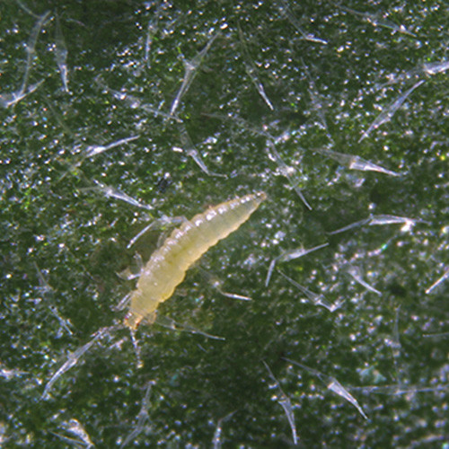 Thrips