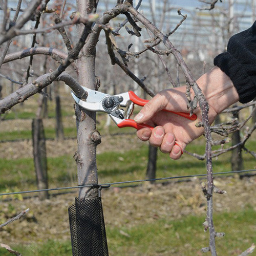 Secateurs