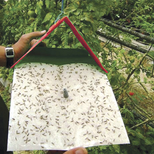 Traps & Monitoring