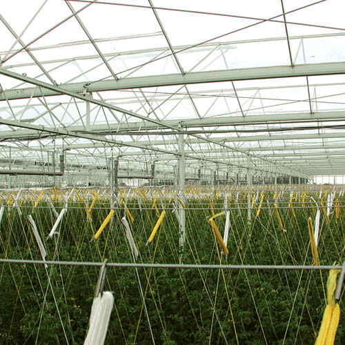 Twine