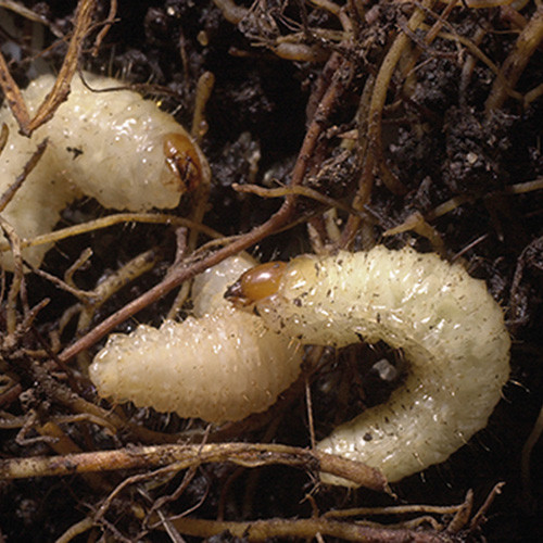 Vine Weevil