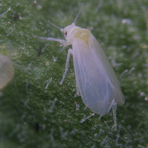 Whitefly