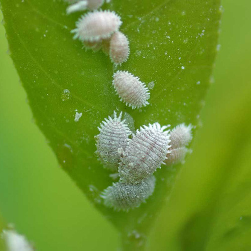 Mealybug