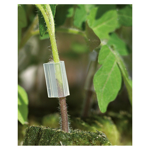 Tomato Clips