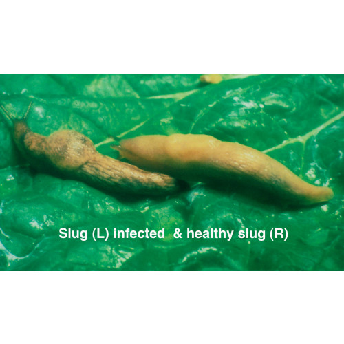 Slugs