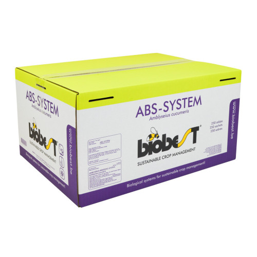 Amblyseius cucumeris