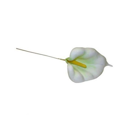Calla Lily (Pack of 100)