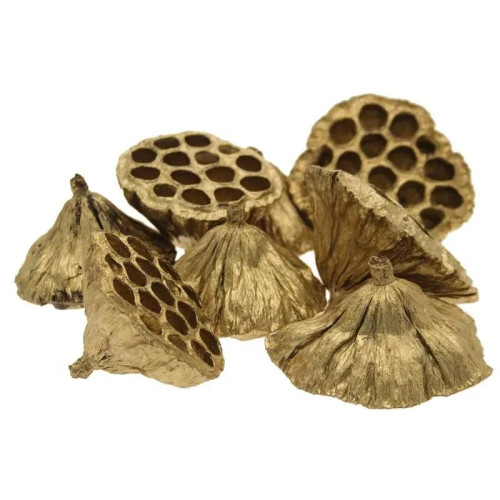 Lotus Heads 8-12cm Gold Large - Bag of 20