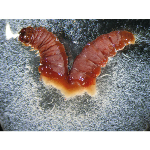 Heterorhabditis bacteriophora (B-Green-50mil.)