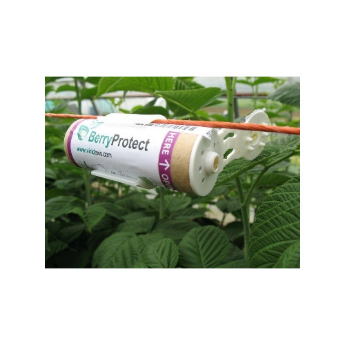 Aphid "BerryProtect" Mix - 240