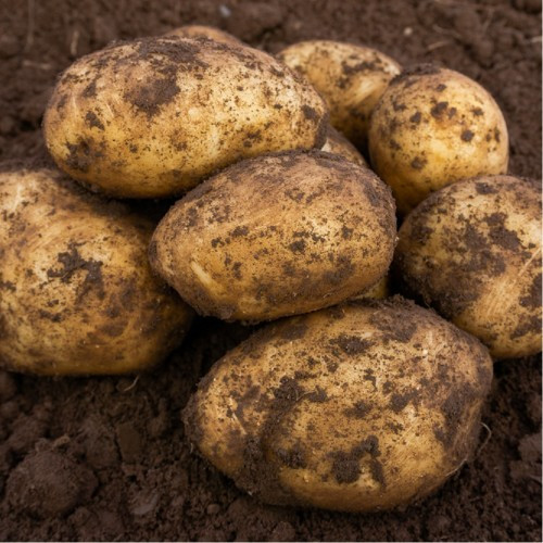 Caledonian Pearl Seed Potato - First Earlies