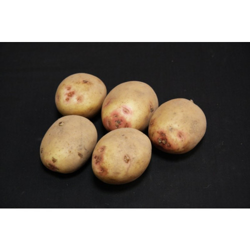 Cara Seed Potato 20kg (Maincrops)