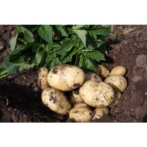 Casablanca Seed Potato - First Earlies
