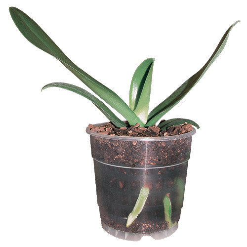 Teku Series MCO Container 11.4cm [0.74L] (Translucent) (13320/P,20x666/B) - Each