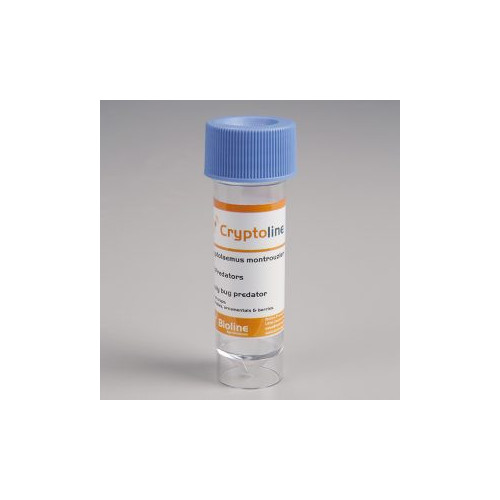 Cryptoline adults - Vial - 25 Idividuals - Cryptolaemus montrouzieri
