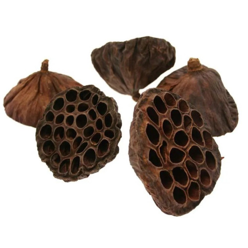 Lotus Heads 8-12cm Large (x20)
