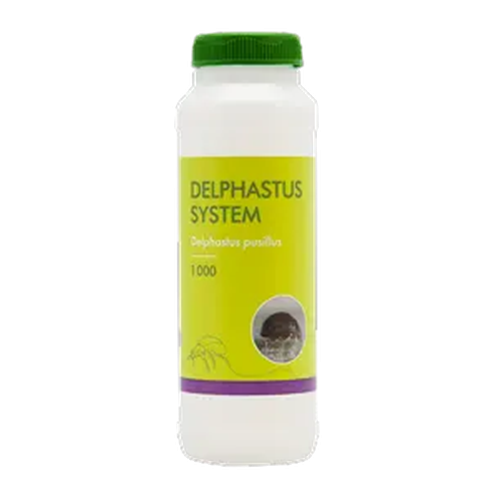 Delphastus catalinae (Delphastus-Sys-1000) - 250ml tube: 1000 beetles / Carrier: Filter paper