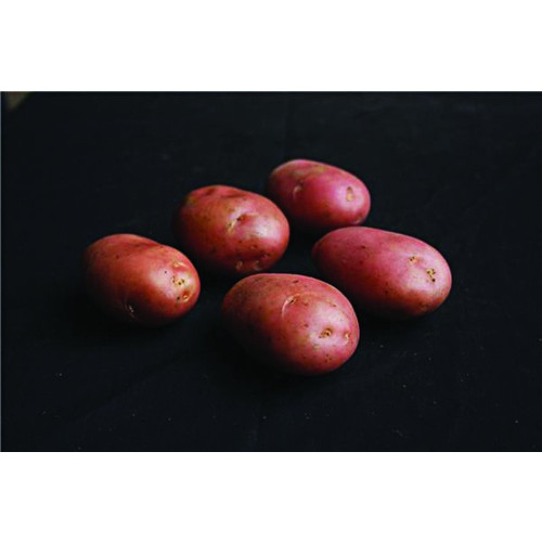 Desiree Seed Potato 2kg (Maincrops) - Pack of 10
