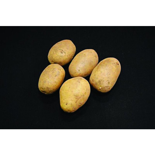 Duke Of York Seed Potato - First Earlies