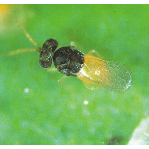 Encarline 60 cards (50 per card - 3,000 total)