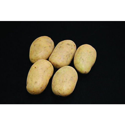 Estima Seed Potato - Second Earlies