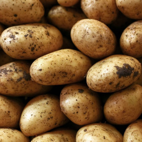 Francis Seed Potato - First Earlies