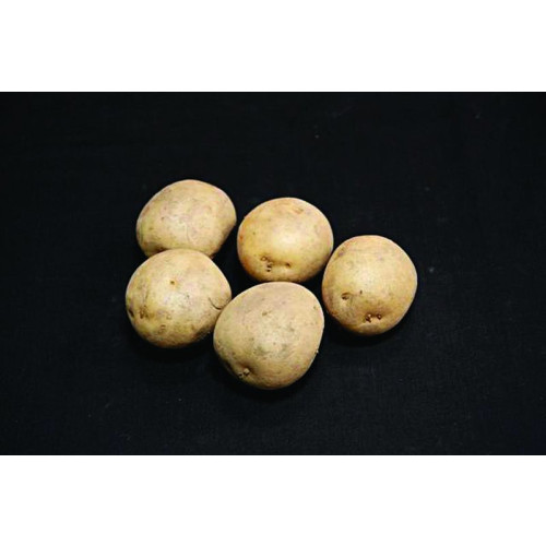 Harmony Seed Potato 2kg (Maincrops) - Pack of 10