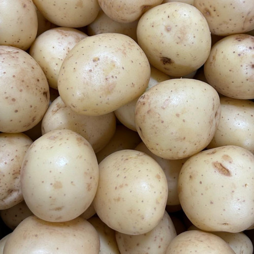 Harry Seed Potato 20kg (Second Earlies)