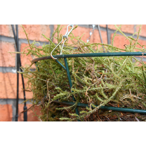 Sphagnum Moss Large - Bag