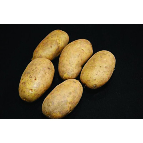 International Kidney Seed Potato 2kg (First Earlies) - Pack of 10