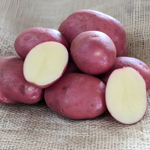 Java Seed Potato 2kg (Maincrops) - Pack of 10