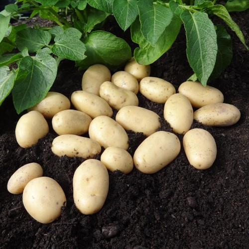 Jazzy Seed Potato 2kg (Second Earlies) - Pack of 10