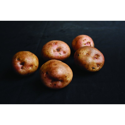 Kerrs Pink Seed Potato 20kg (Maincrops)