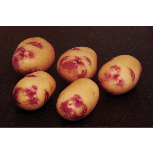 Kestrel Seed Potato - Second Earlies