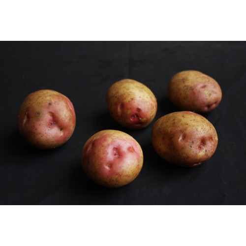 King Edward Seed Potato 20kg (Maincrops)