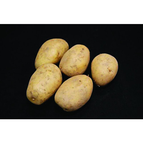 Lady Christl Seed Potato 2kg (First Earlies) - Pack of 10