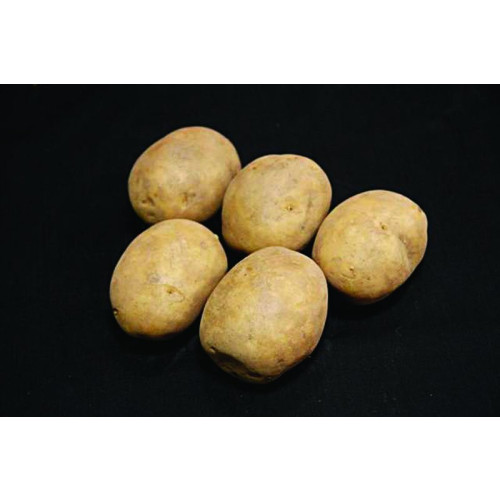 Marfona Seed Potato - Second Earlies