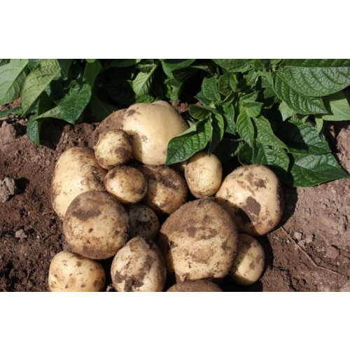 Maris Peer Seed Potato 20kg (Second Earlies)