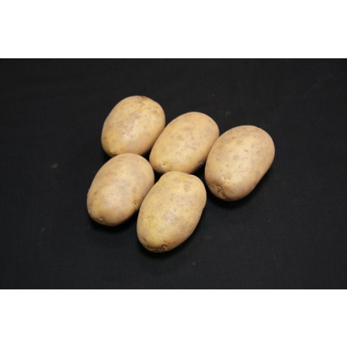 Maris Piper Seed Potato - Maincrops